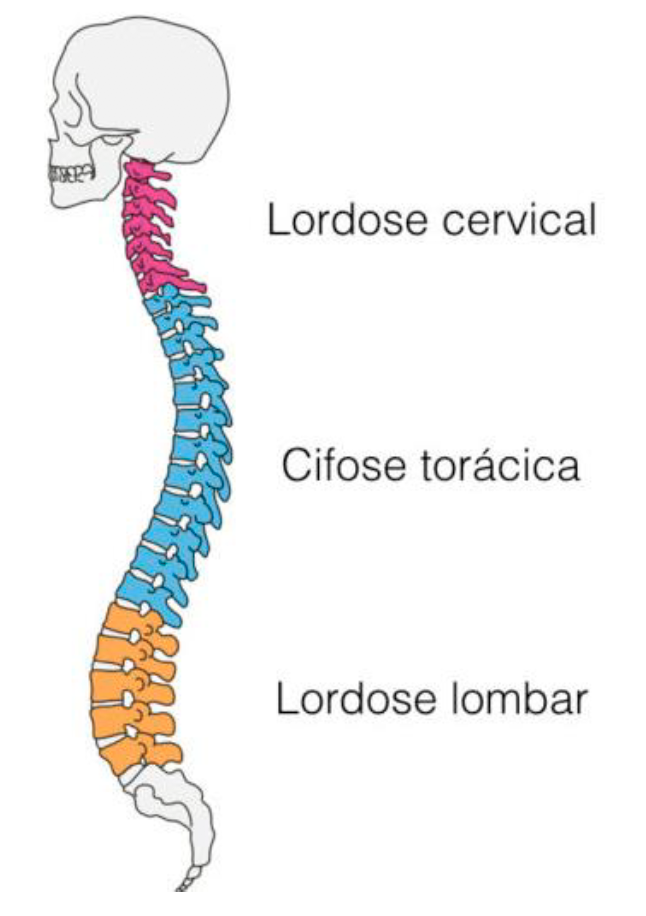 Curvaturas fisiológicas da coluna vertebral